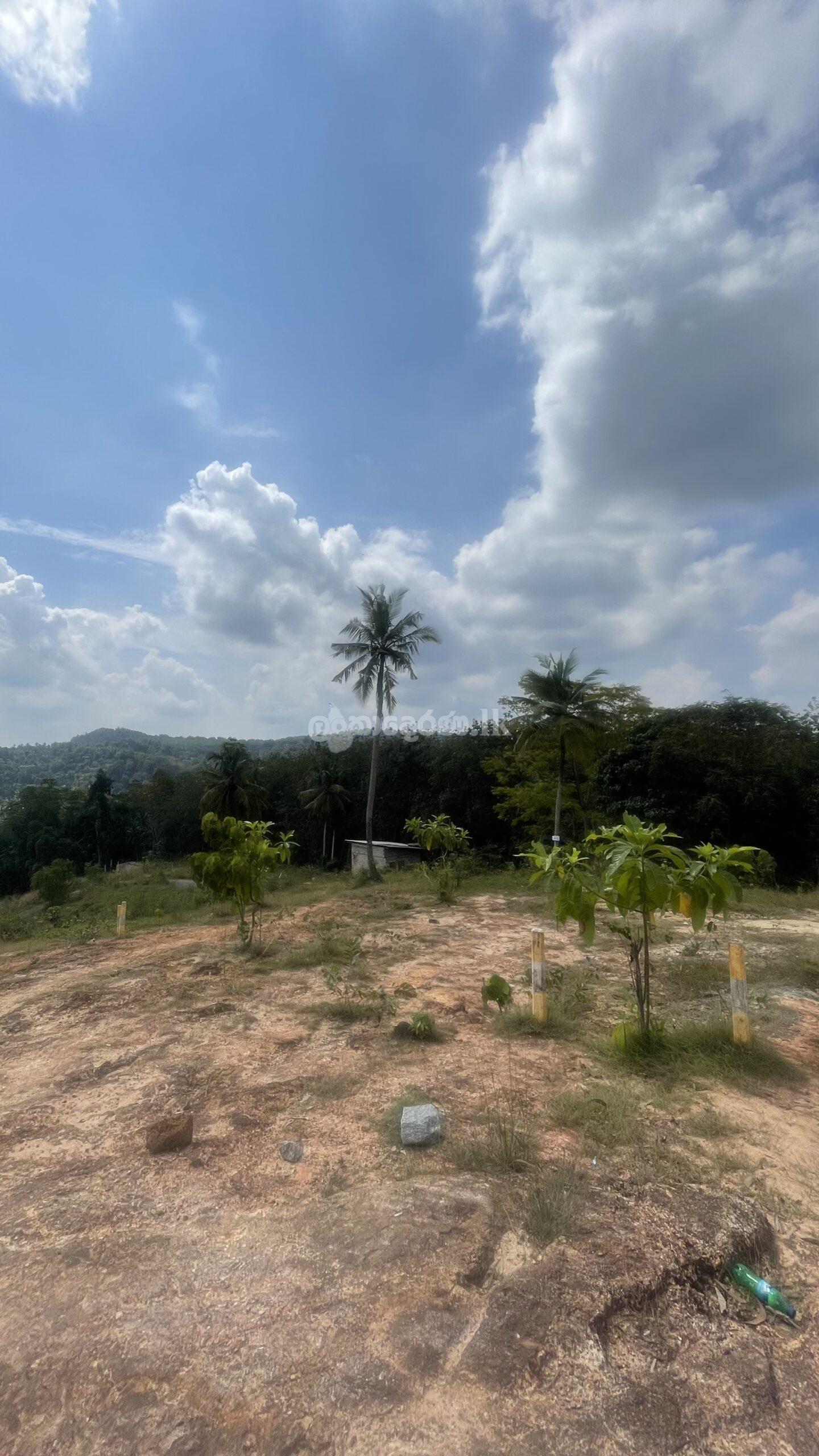 Land for Sale in Pasyala