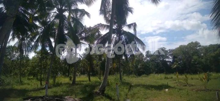 හලාවත අක්.1 3/4 (280p) ඉඩමක්