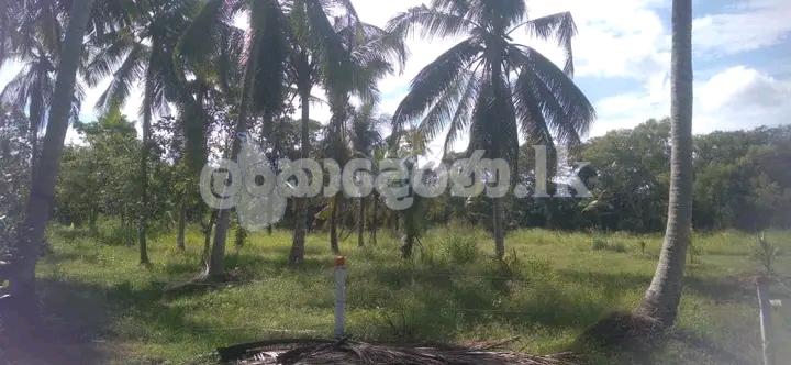 හලාවත අක්.1 3/4 (280p) ඉඩමක්
