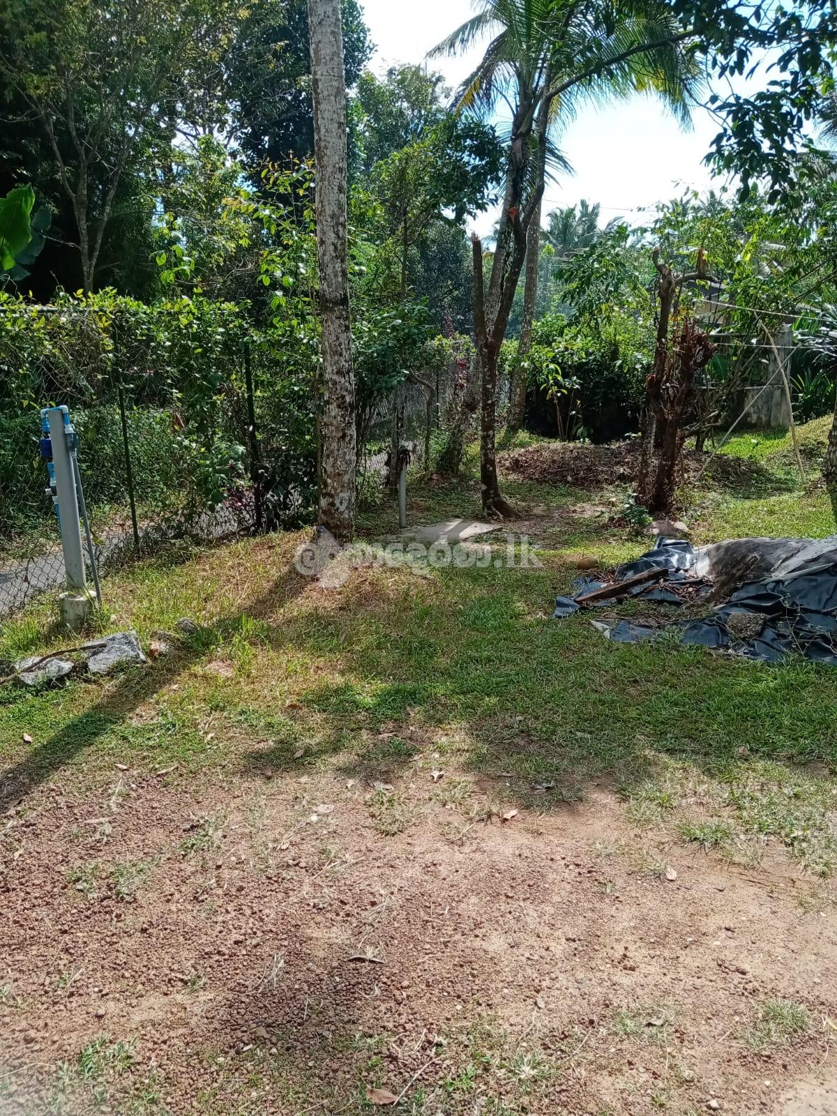 පිලියන්දල මකුළුදූව හංදියෙන් ඉඩමක් ලක්ෂ 72ට.(මිල ගණන් සාකච්ඡා කලහැක.