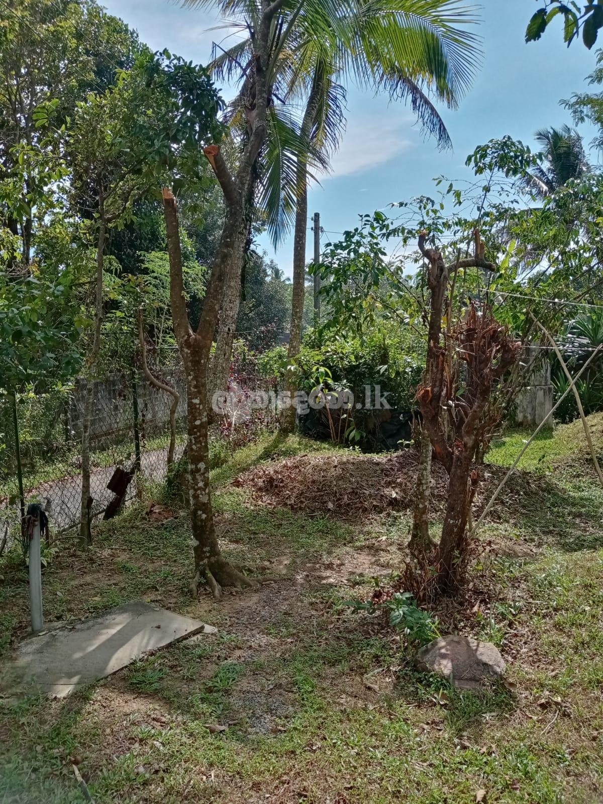 පිලියන්දල මකුළුදූව හංදියෙන් ඉඩමක් ලක්ෂ 72ට.(මිල ගණන් සාකච්ඡා කලහැක.