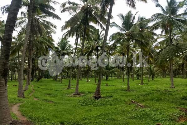 Code 3747 Land for sale Avisawella