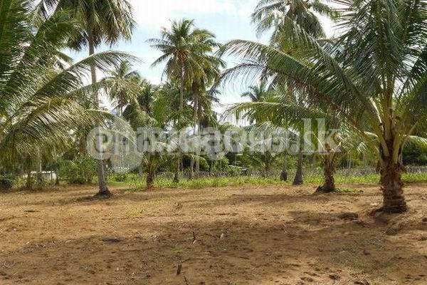 Code 3747 Land for sale Avisawella