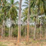 Code 3747 Land for sale Avisawella