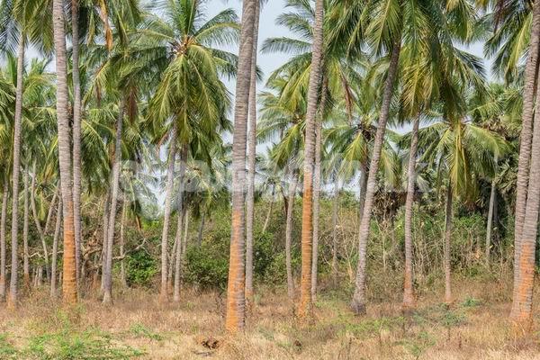 Code 3747 Land for sale Avisawella