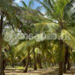 Code 3742 Land for sake Kalpitiya