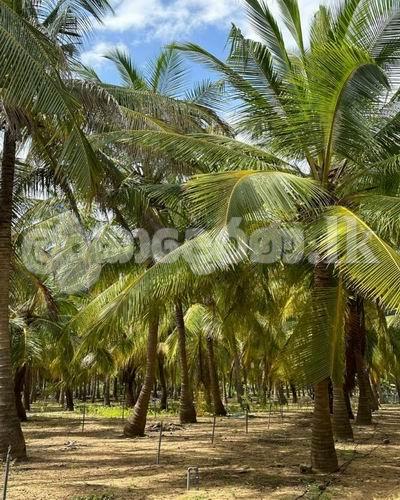 Code 3742 Land for sake Kalpitiya