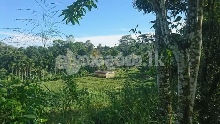 Nawalapitiya Sudugalpotta 5 acres land for sale-suitable for hotel projects