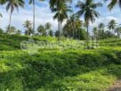 Code 3762 Coconut estate for sale Meerigama