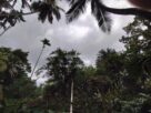Land for sale in Embilipitiya