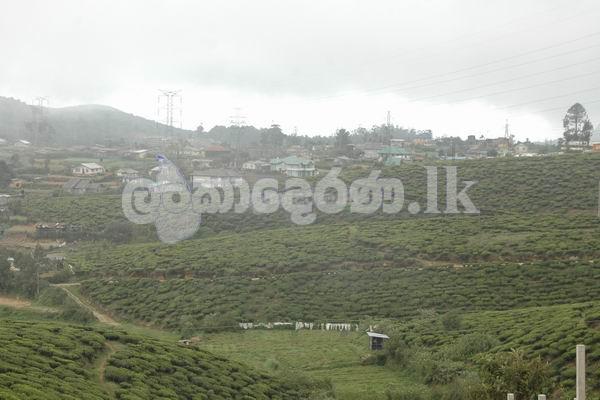 Code 3797A Land for sale Nuwara Eliya