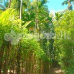 Wonderful Agricultural Land of 20 acres with one million yearly income!