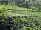 Code3850A Tra estate for sale Kandy