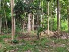 LAND FOR SALE IN NARAMMALA