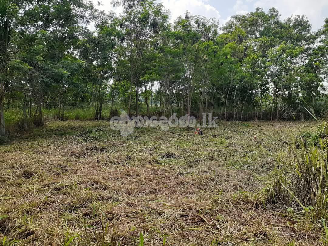 Land for sale-Dambulla Town