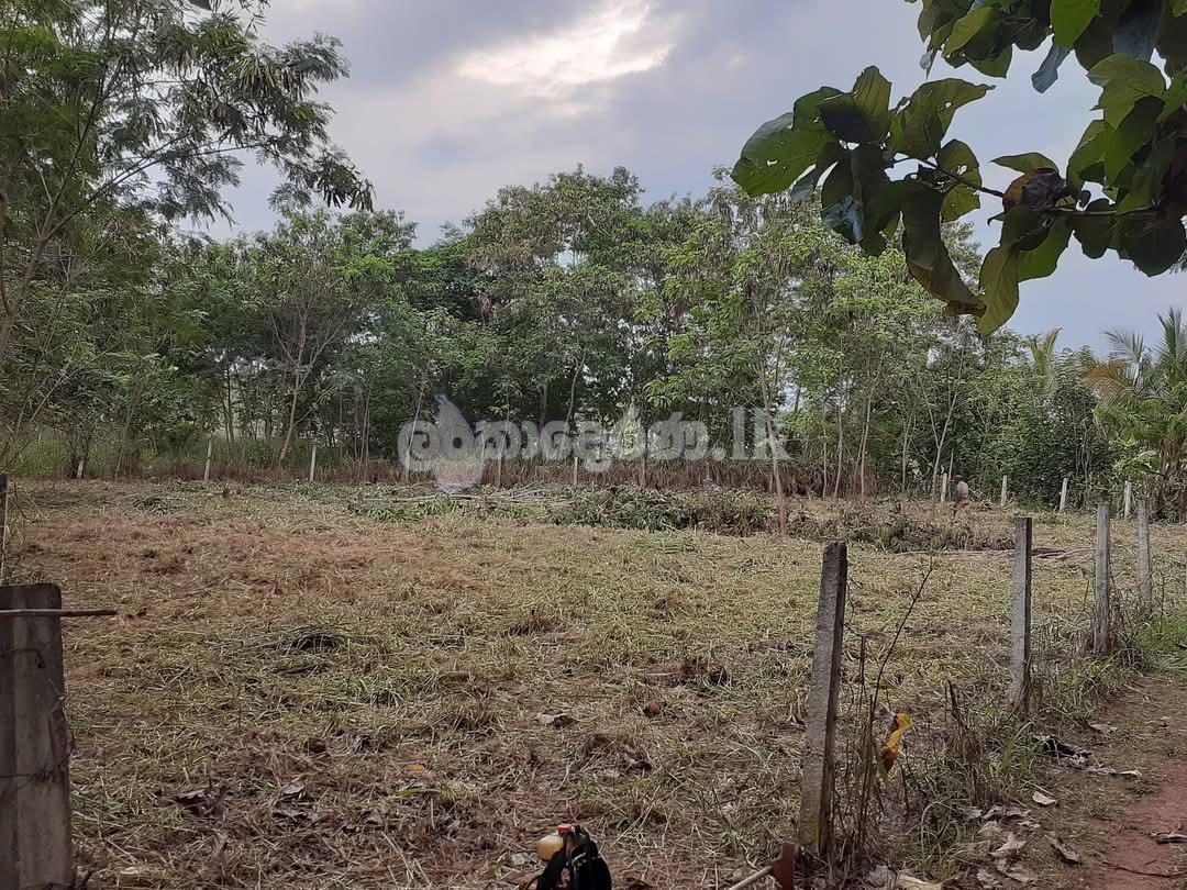 Land for sale-Dambulla Town