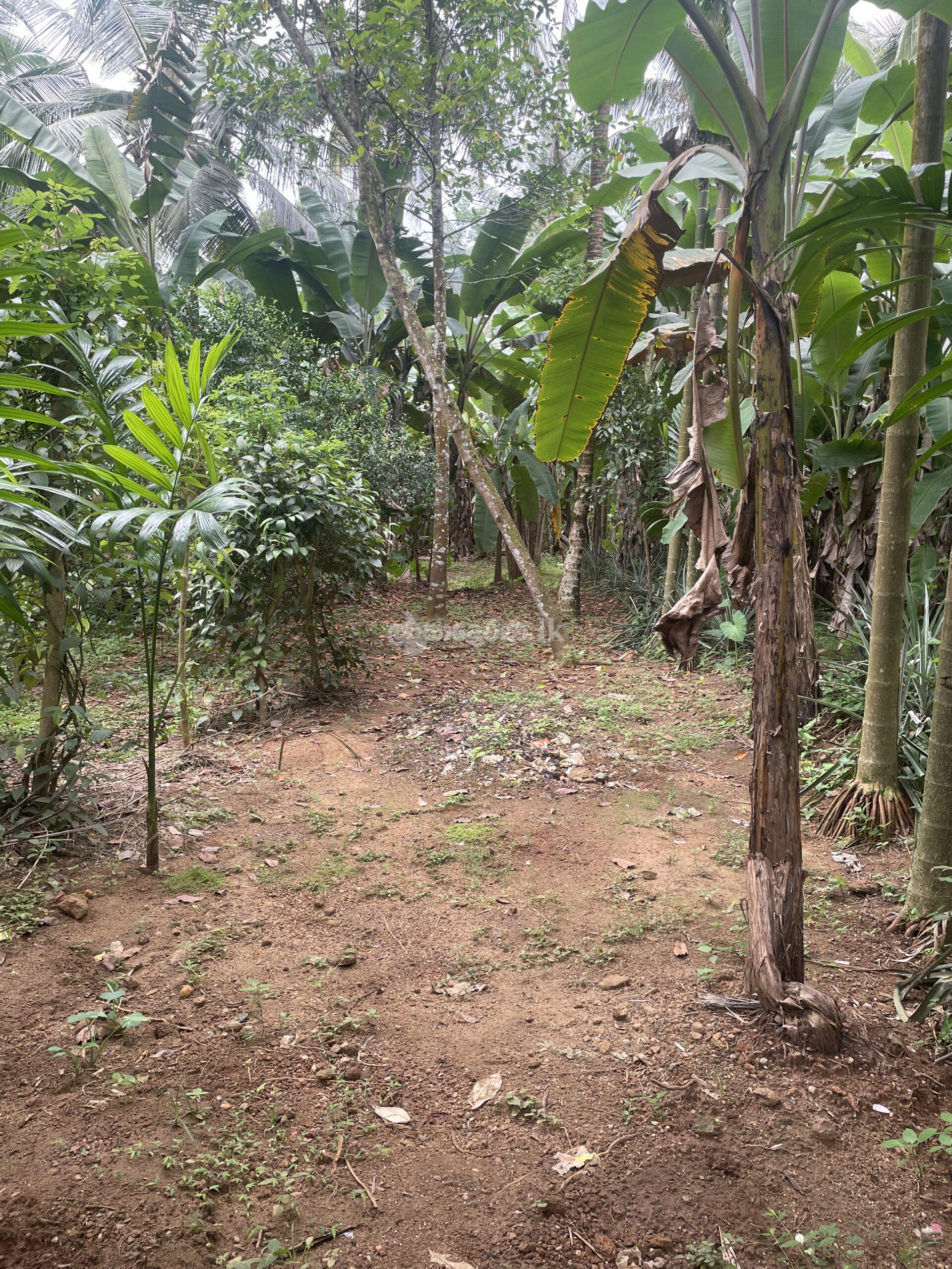 Land for sale