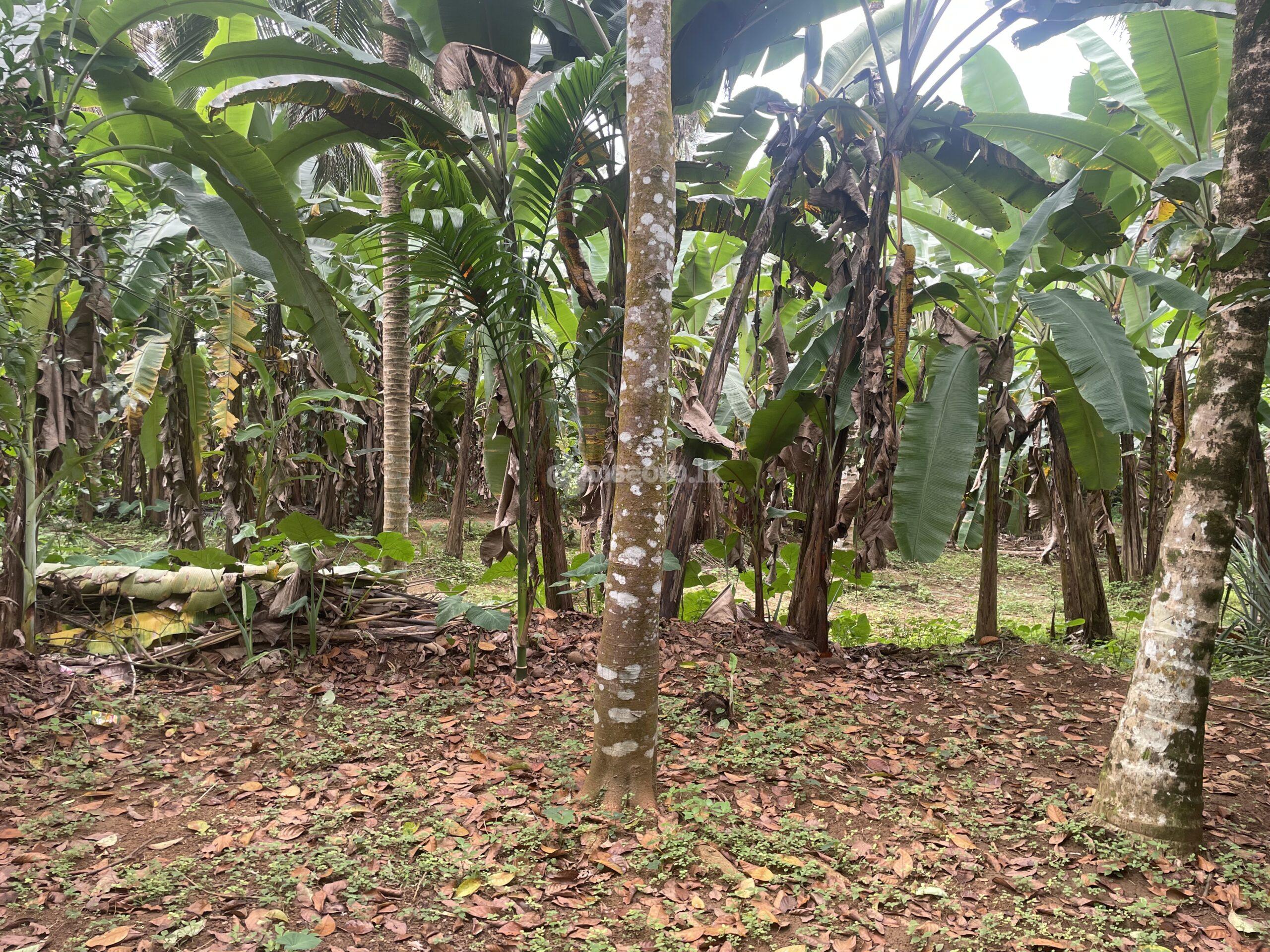 Land for sale