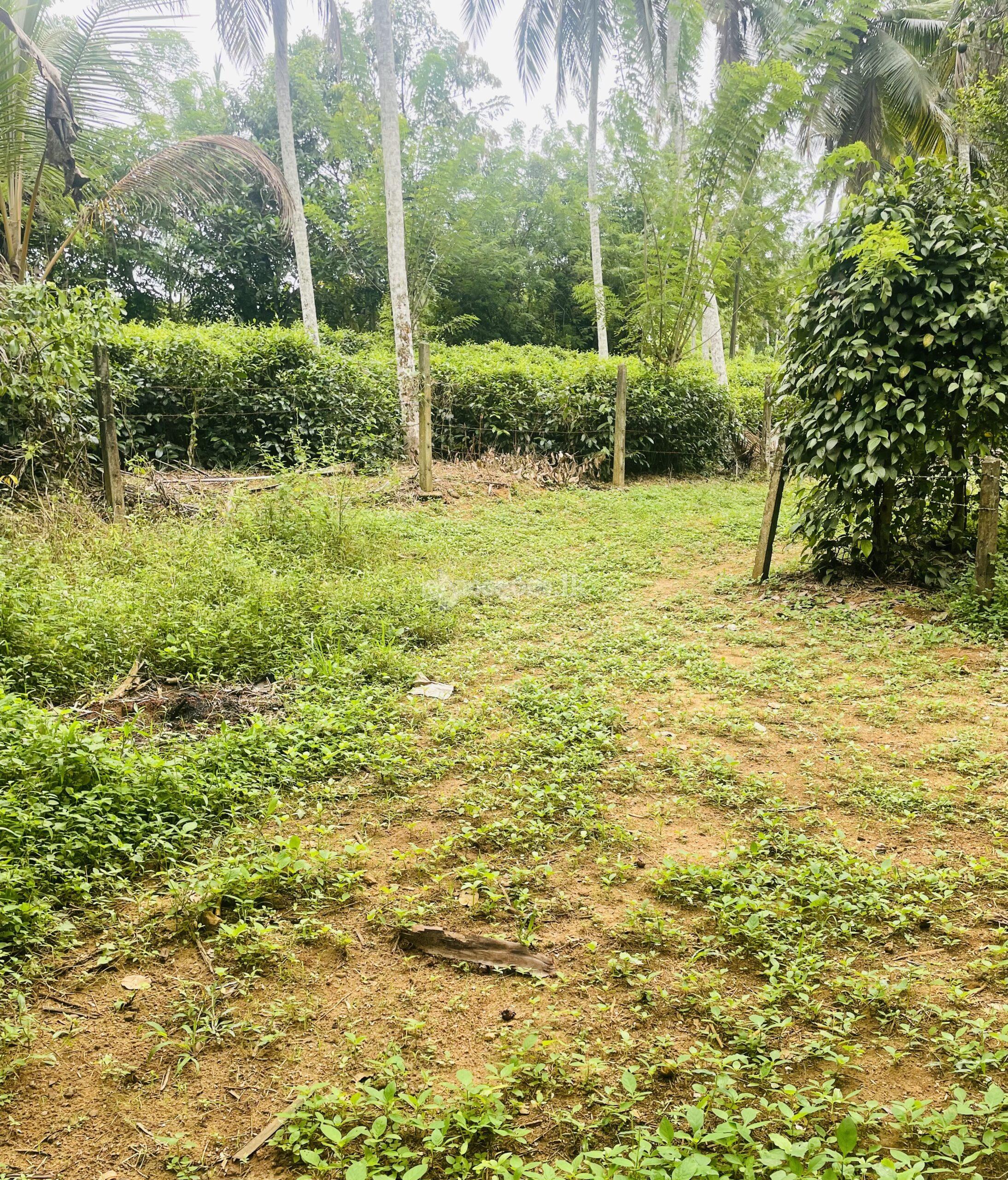 Land for sale