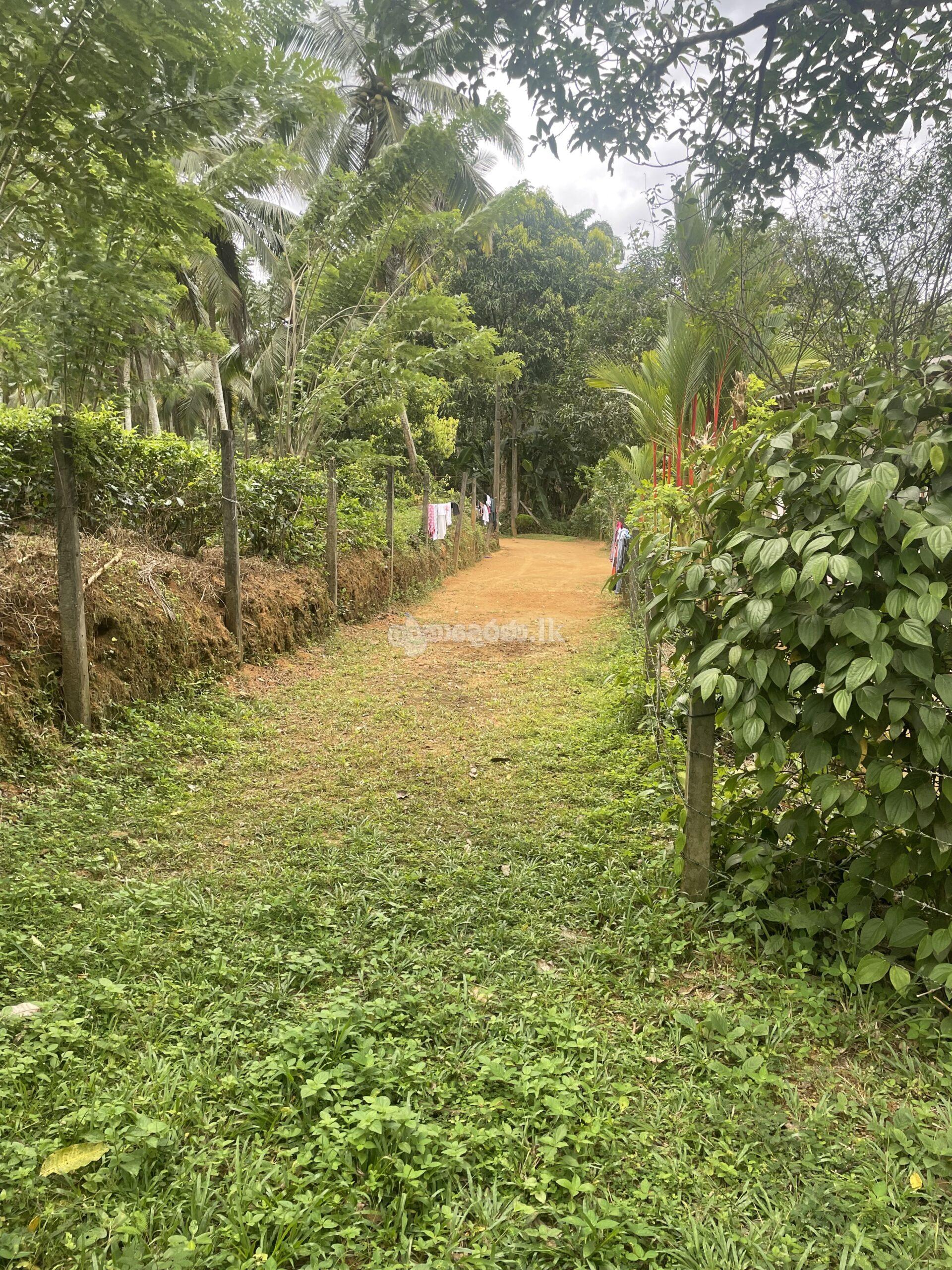 Land for sale