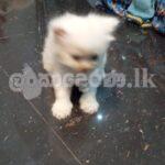 Pure White Persian Cat