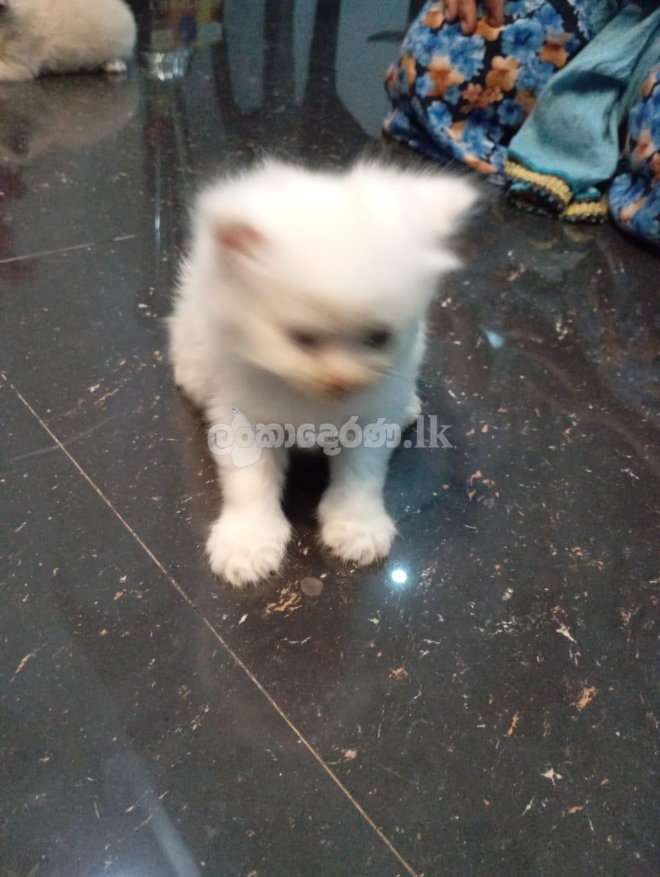 Pure White Persian Cat