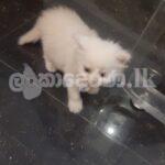 Pure White Persian Cat