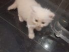 Pure White Persian Cat