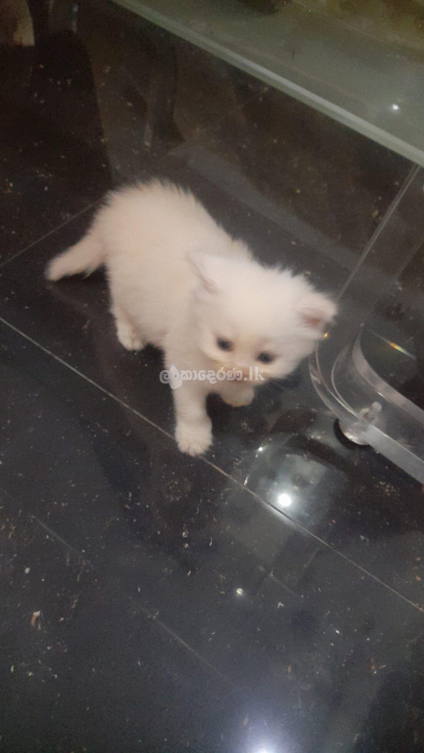 Pure White Persian Cat