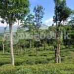 Code 3923 Land for sale Galaha Kandy