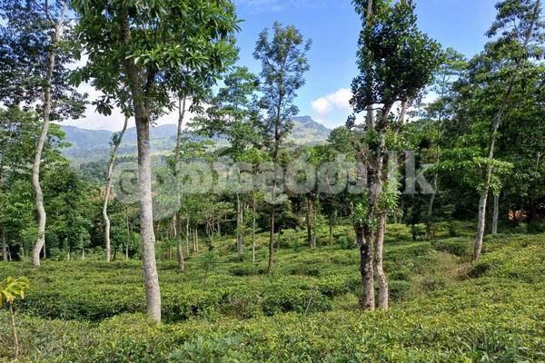 Code 3923 Land for sale Galaha Kandy
