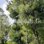 Code 3923 Land for sale Galaha Kandy