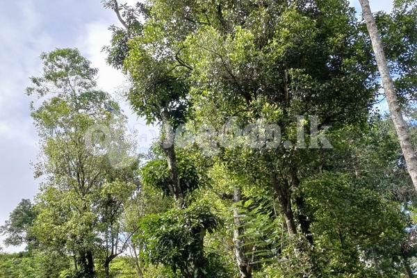 Code 3923 Land for sale Galaha Kandy