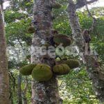 Code 3923 Land for sale Galaha Kandy