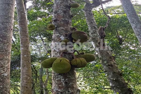 Code 3923 Land for sale Galaha Kandy