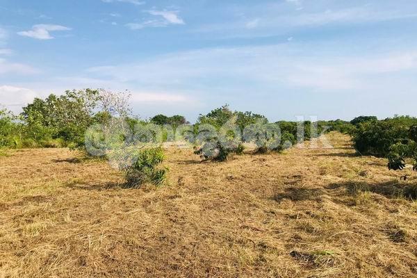 Estate for sale (3958) Puttalam