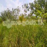 Estate for sale (3958) Puttalam