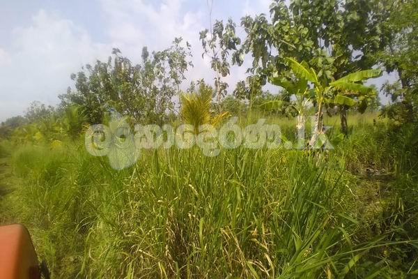 Estate for sale (3958) Puttalam