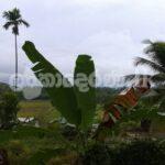 Villa bungalow for sale (3965) Wadduwa