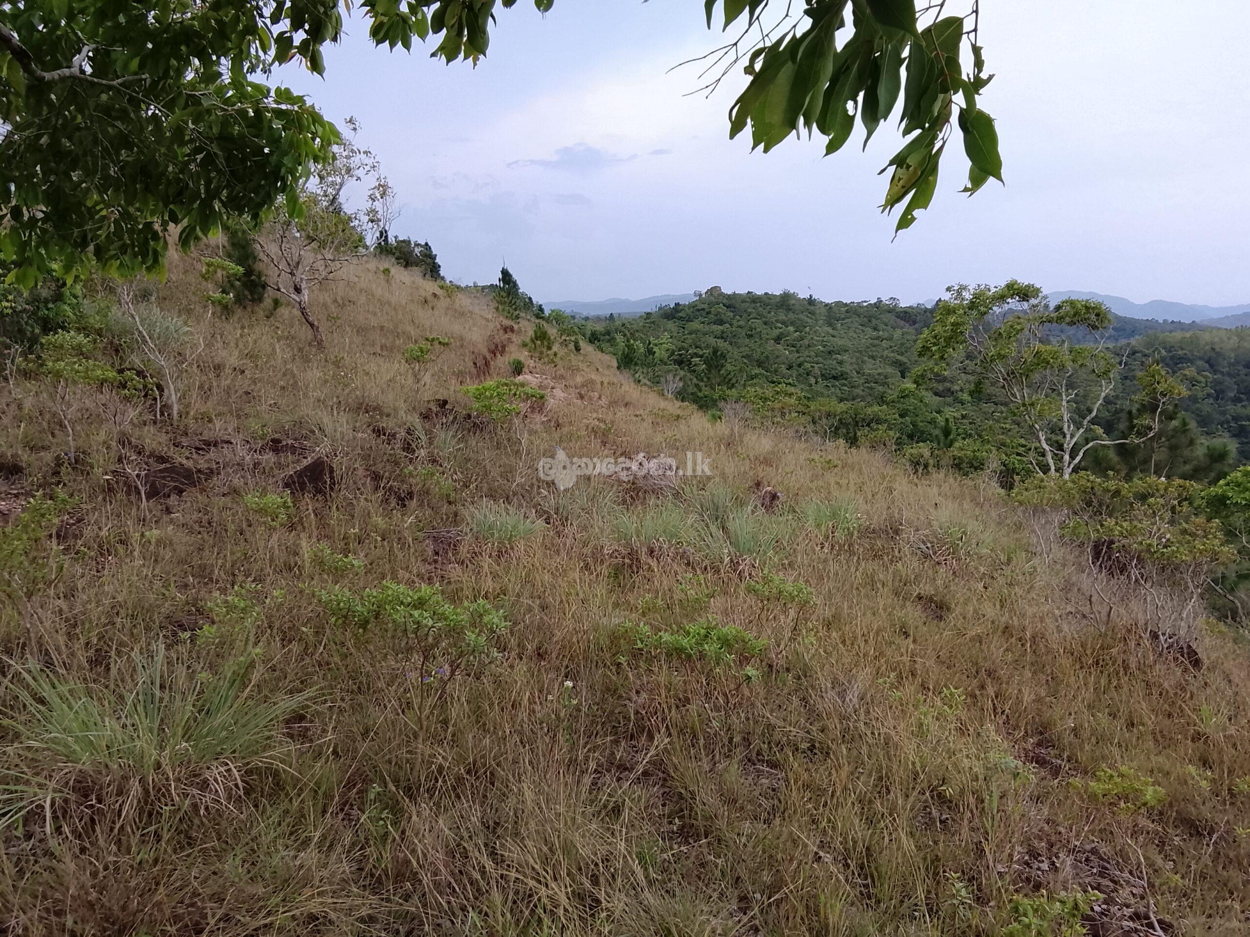 Estate for sale (3962) Haldumulle Haputale