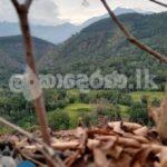 Estate for sale (3962) Haldumulle Haputale