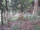 Land for sale (3979) Kandy
