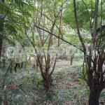 Land for sale (3987A) Herasagala