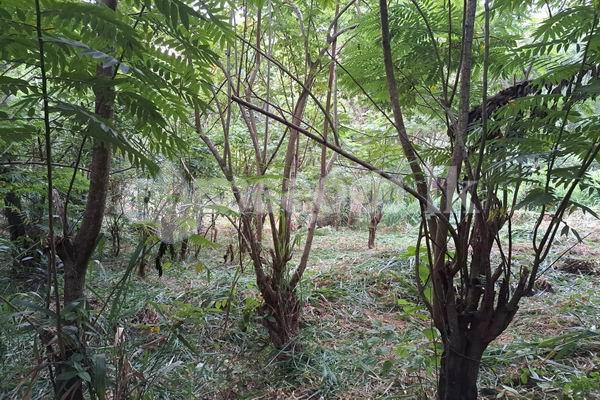 Land for sale (3987A) Herasagala