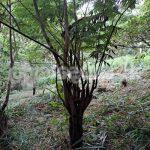 Land for sale (3987A) Herasagala