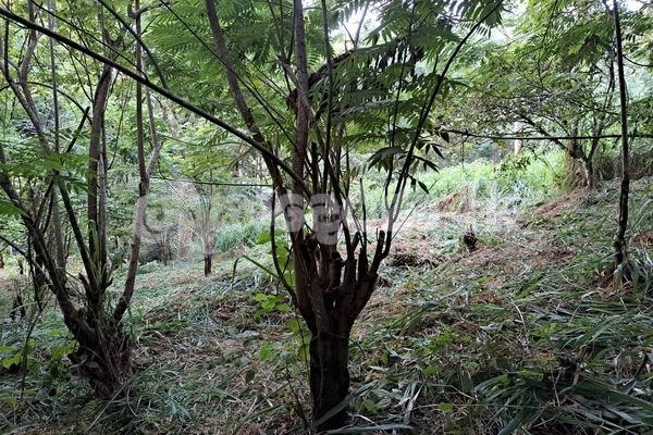 Land for sale (3987A) Herasagala